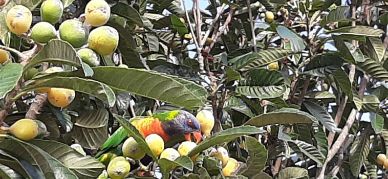 New South Wales - Batemans Bay