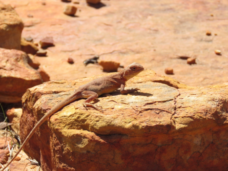 Kings Canyon - Fotomodel in de outback van Australia