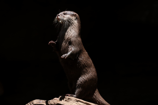 Queensland - Dirigerende otter