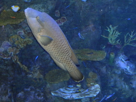 Queensland - Deze vis is tam