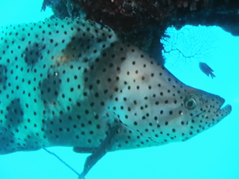 Queensland - Lieverdje