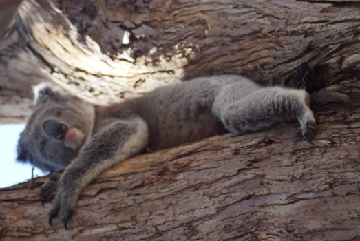 Kangaroo Island - Catch me