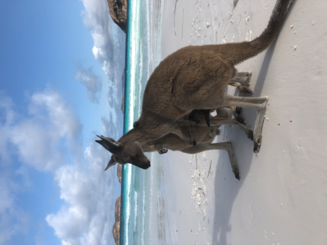 Western Australia - Liefdevolle Kangaroos op het strand ❤️