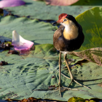 Kakadu National Park - Een van de vele vogels in Kakadu