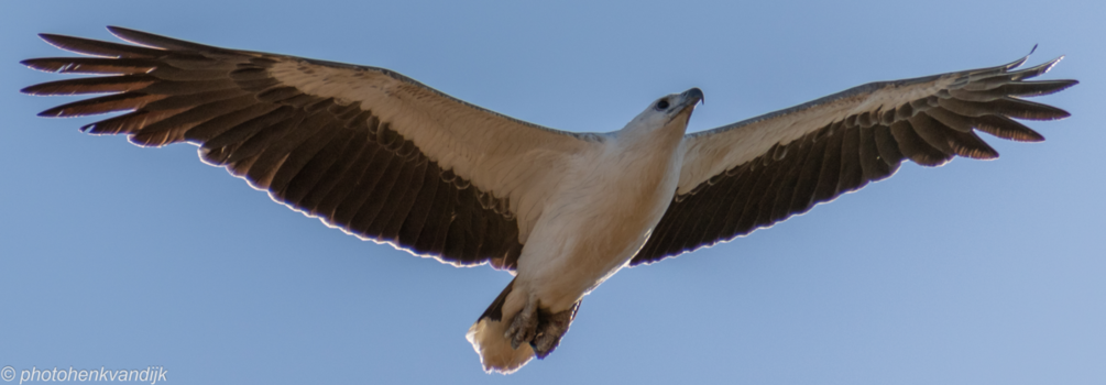 Kakadu National Park - White Bellied Sea Eagle