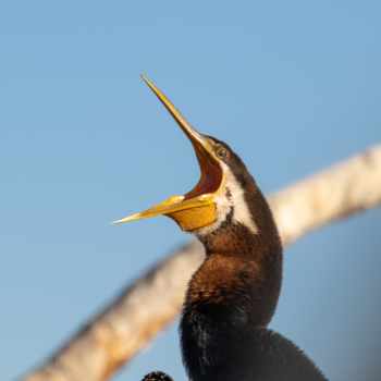 Kakadu National Park - Foto tijdens de Yellow Water Cruise