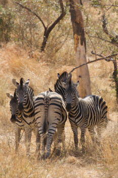 New South Wales - met de kont tegen de krib