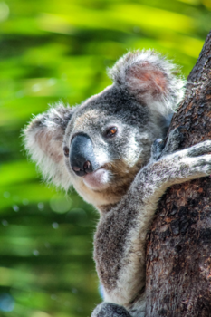 Magnetic Island - Koala @ Magnetic Island