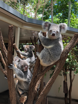Australie - Koala’s