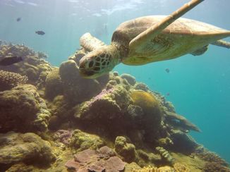Whitsunday Islands - Snorkelen