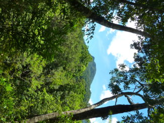 Daintree National Park - Uitzicht vanuit Daintree National Park