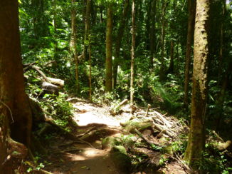 Daintree National Park - Ultiem groen