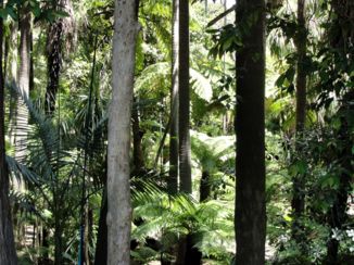 Melbourne - Grote bomen en palmen in de botanische tuin