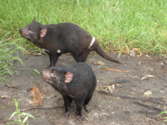 Tasmanië - Tasmanium Devil