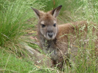 Tasmanië - kiekeboe