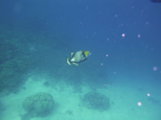 Great Barrier Reef - Triggerfish