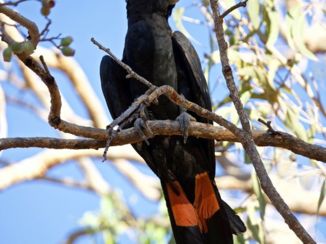 Western Australia - De Roodstaart Kaketoe