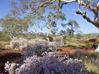 Western Australia - Kalbarri National Park
