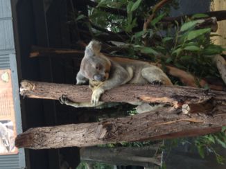 Lone Pine Koala Sanctuary - Lone Pine Koala Sanctuary