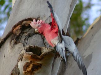 Northern Territory - Rose kakatoe bij haar nest