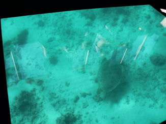 Exmouth - Zeeschildpad van bijna een meter lang.