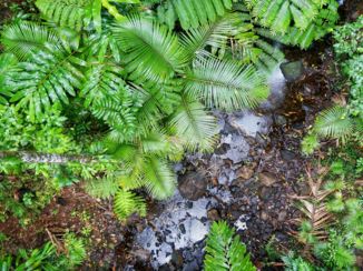 Cape Tribulation - In het regenwoud