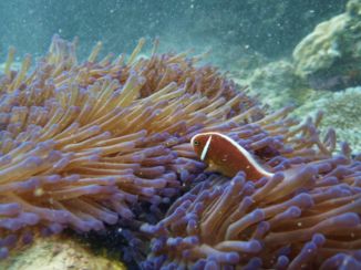Australie - Duiken in het Great Barrier Reef