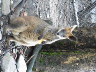 Australie - Red-necked Pademelon #Cute