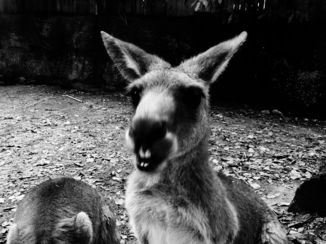 Australie - DonkeyRoo