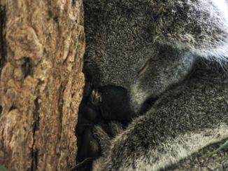 Australie - Sleep-ins koala