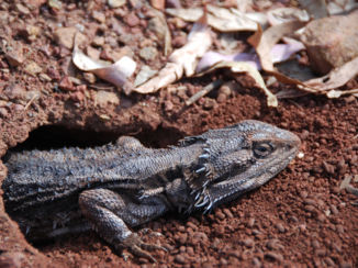 Australie - bij onze tent
