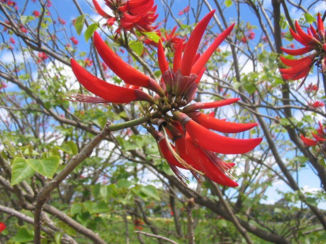 Australie - Flame tree in WA