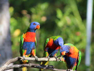 Australie - Op de camping van Cairns