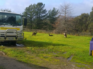 Australie - roo's in the garden