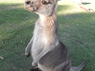 Tasmanië - Kangaroo met baby-kangaroo in de buidel.