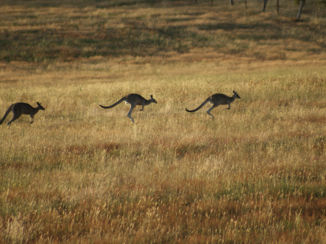 Australie - Gisborne