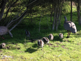 Australie - Zulke schattige dieren