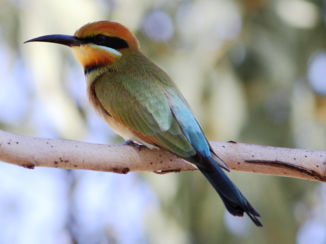Australie - bee eater Australie