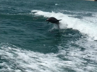 Australie - De dolfijnen bij Bunbury