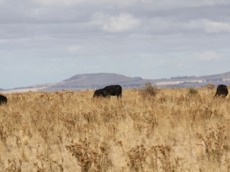 Australie - de wijdsheid is ongelooflijk