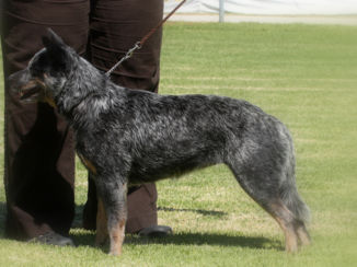 Australie - en natuurlijk ook op zoek naar ons hondenras