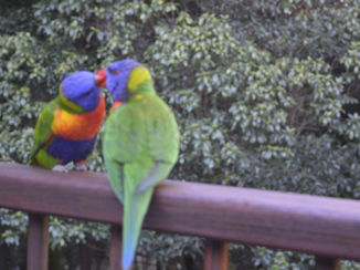 Australie - Stradbrooke National Park