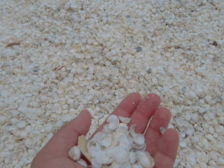 Australie - Shell beach (WA)