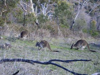 Australie - Kangaroes