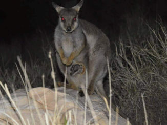 Australie - Walibie met baby!