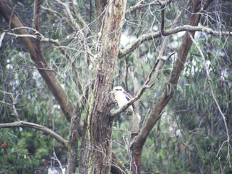 Australie - Kookaburra bij Forrest (Victoria).