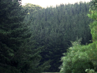 Australie - West Barwon Dam, vlakbij Forrest (Victoria).