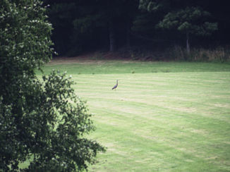 Australie - Reiger bij West Barwon Dam, vlakbij Forrest (Victoria).
