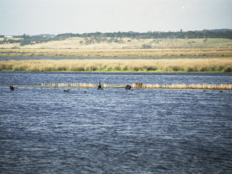 Australie - Zwarte Zwanen op Lake Colac (Victoria).