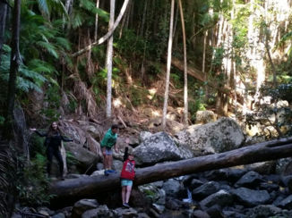 Australie - The Gold Coast's rain forest